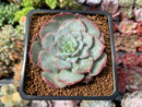 Echeveria 'Red Sunset' 2" Succulent Plant