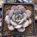 Echeveria 'Soulmint' 2" Succulent Plant