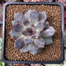 Echeveria 'Honki' 1"-2" Succulent Plant