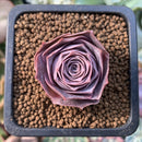 Greenovia 'El Hiero' 1" Succulent Plant