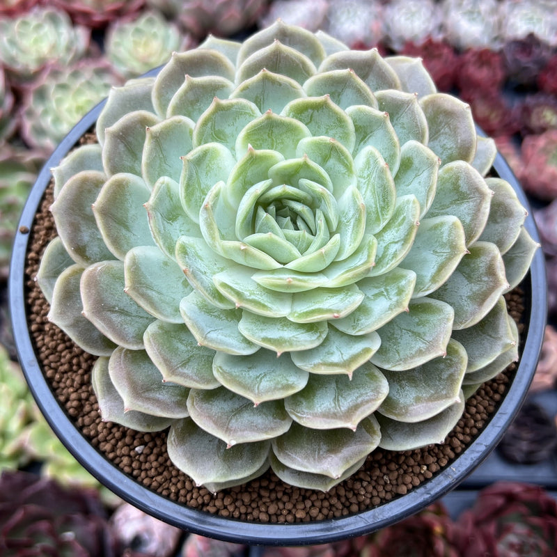 Echeveria 'Onslow' 4
