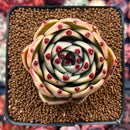 Echeveria Agavoides 'Blue Dragon' 3" Succulent Plant