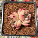 Echeveria Agavoides 'Starrens' 1"-2" Succulent Plant