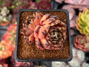 Echeveria Agavoides 'Sarabony' 2" Cluster Succulent Plant