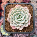 Echeveria sp. 1"-2" Succulent Plant