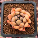 Echeveria 'Pink Top' 1" Small Succulent Plant