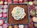 Echeveria 'Bluette' Variegated 1"-2" Succulent Plant