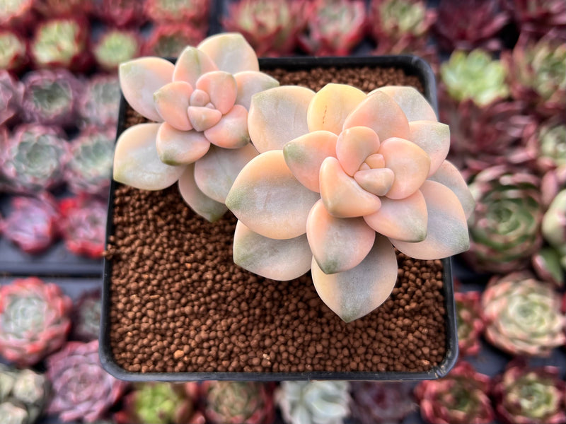 graptoveria succulent types Graptoveria 'Titubans' Variegated 2” Cluster Succulent Plant – True Succulents Plant Co