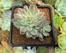 Echeveria 'Mebina' Variegated 2" Cluster Succulent Plant