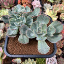Echeveria 'Vendia' Variegated 5" Cluster Succulent Plant