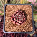 Echeveria Agavoides 'Red Ebony' 1" Succulent Plant