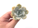 Echeveria 'Tiramisu' 2"-3" Succulent Plant