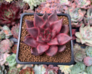 Echeveria Agavoides 'Red Ebony' 2"Succulent Plant
