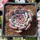 Echeveria 'Marcel' 1" Succulent Plant