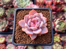 Echeveria 'Elegans Potosina' 2" Succulent Plant