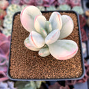 Cotyledon 'Orbiculata' Variegated 2" Succulent Plant