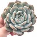 Echeveria Elegans Potosina 3” Rare Succulent Plant