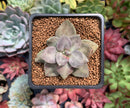 Echeveria 'Xichuensis' 2" Succulent Plant