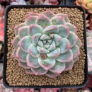Echeveria 'Sublime' 4" Succulent Plant