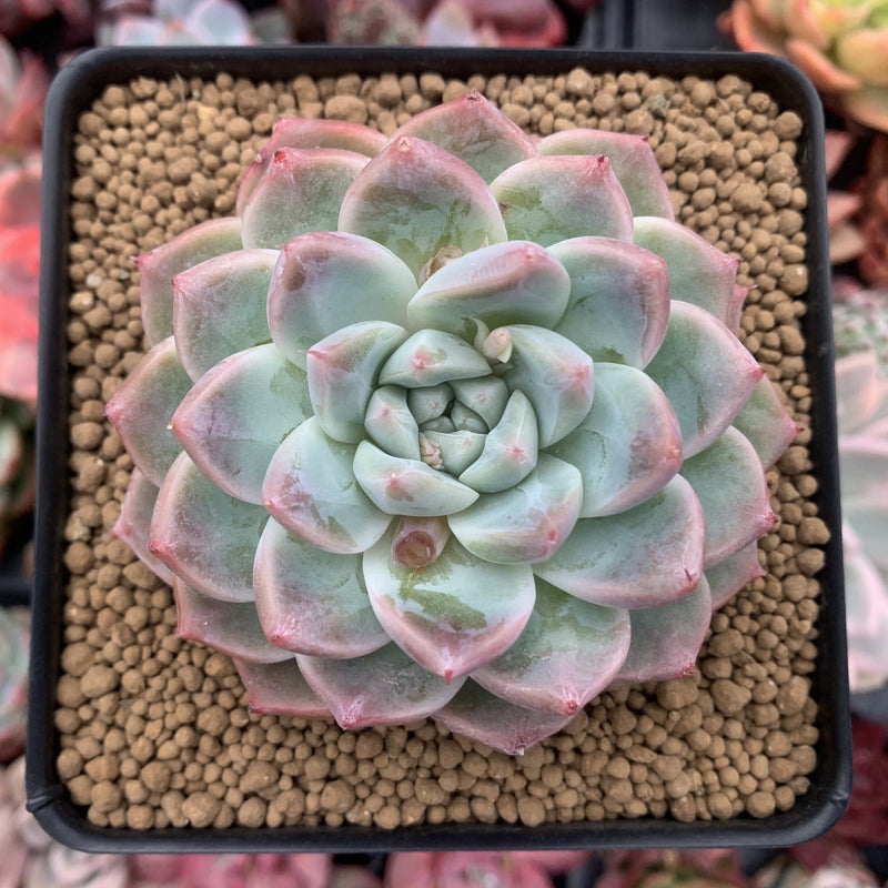 sublime succulents Echeveria 'Sublime' 4