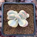 Cotyledon 'Orbiculata' Variegated 1"-2" Succulent Plant