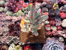 Cotyledon 'Orbiculata' Variegated 3" Succulent Plant