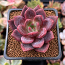 Echeveria 'Pink Champaign' 2" Succulent Plant
