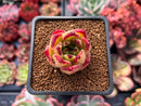 Echeveria Agavoides 'Superbee' 1" Succulent Plant