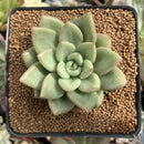 Echeveria 'Rose Bay' 3" Succulent Plant