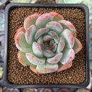 Echeveria 'Starmark' 2" Succulent Plant
