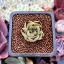 Echeveria Agavoides 'Ebony' Seedling 1" Succulent Plant