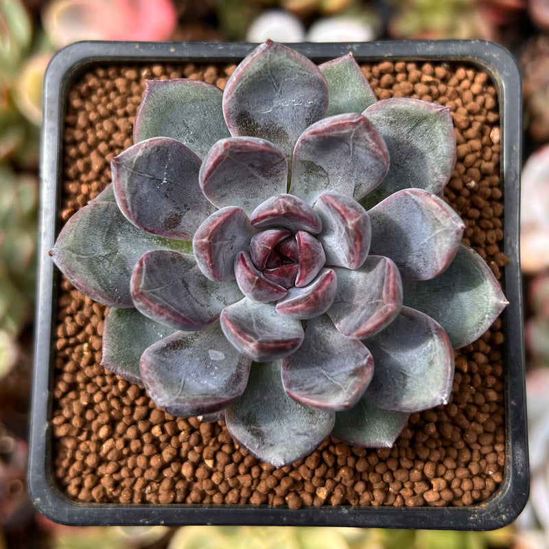 succulents dark purple Echeveria 'Purple Stone' 1" Succulent Plant – True Succulents Plant Co