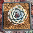 Echeveria 'Trumso' 2" Succulent Plant