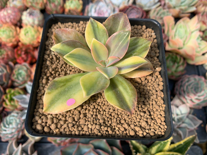 fred ives succulent for sale Graptoveria 'Fred Ives' Variegated 3" Succulent Plant