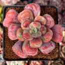 Echeveria 'Hearts Delight' 3" Succulent Plant
