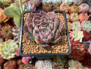 Echeveria 'Chung-Ha' 2" Succulent Plant