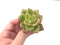 Echeveria Agavoides 'Ringo Star' 3" Succulent Plant