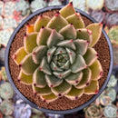 Echeveria Agavoides 'Ebony' sp. 4" Succulent Plant