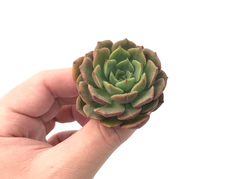 succulent bath bomb Echeveria 'Bath Bomb' 1" Rare Succulent Plant – True Succulents Plant Co