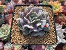 Echeveria 'Cubic Frost' 3" Cutting Succulent Plant