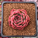 Echeveria 'Nocturnal' 1"-2" Succulent Plant
