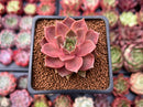 Echeveria 'Mysterious Rose' 2" Succulent Plant