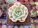 Echeveria Runyonii Variegated (Aka Echeveria 'Akaihosi' Variegated) 2" Succulent Plant