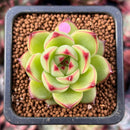 Echeveria 'Moonstone' 1" Succulent Plant
