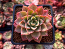 Echeveria 'Ice Pinky' 2" Succulent Plant
