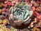 Echeveria 'Cream Sun' 4" Powdery Succulent Plant