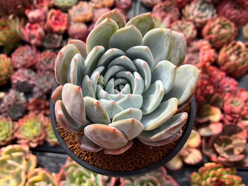 succulent sun Echeveria 'Cream Sun' 4" Powdery Succulent Plant – True Succulents Plant Co