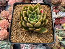 Echeveria Agavoides 'Walshire' 2"-3" Succulent Plant
