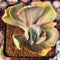 Echeveria 'Gigantea' Variegated 2"-3" Succulent Plant