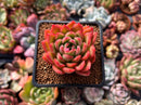 Echeveria Agavoides 'Happy' 2" Succulent Plant